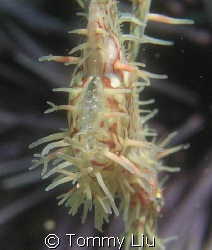 It's rare to see the ghost pipe fish. Fortunately we foun... by Tommy Liu 